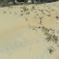 Spinifex littoreus (Burm.f.) Merr.